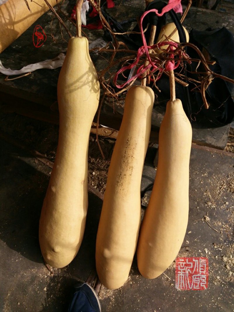 新货廊文玩葫芦种子超市，在售品种150余种，支持淘宝和微