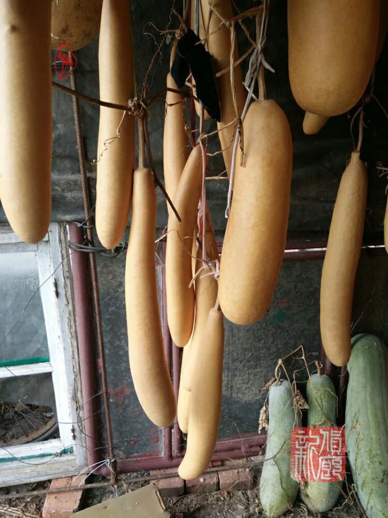 新货廊文玩葫芦种子超市，在售品种150余种，支持淘宝和微