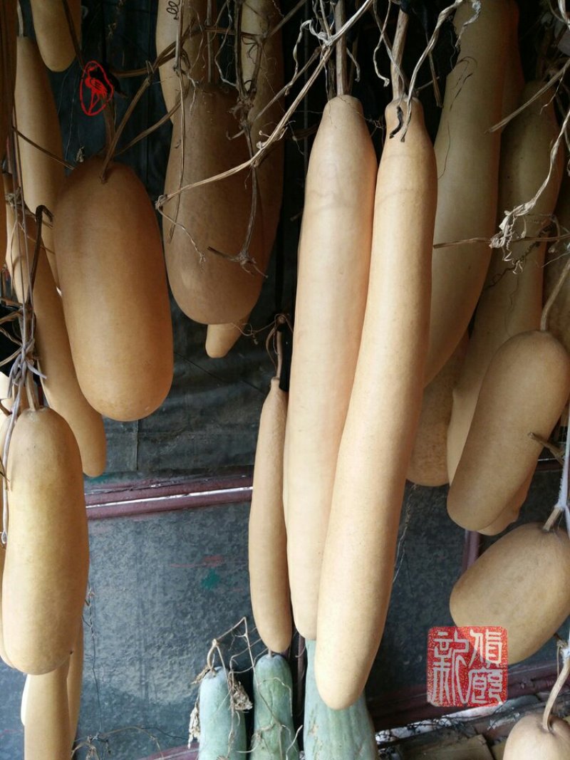 新货廊文玩葫芦种子超市，在售品种150余种，支持淘宝和微