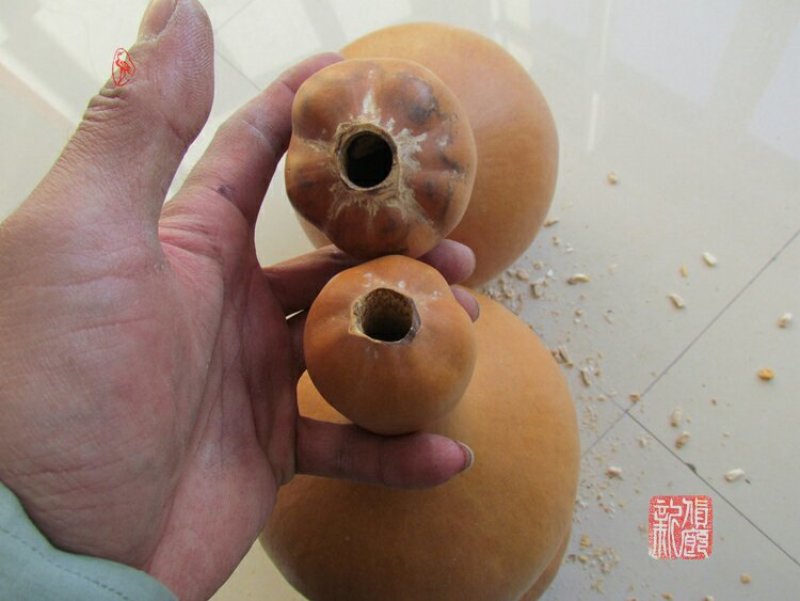 新货廊文玩葫芦种子超市，在售品种150余种，支持淘宝和微