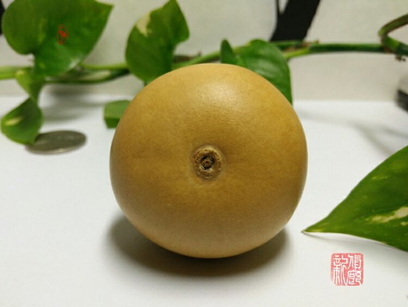 新货廊文玩葫芦种子超市，在售品种150余种，支持淘宝和微