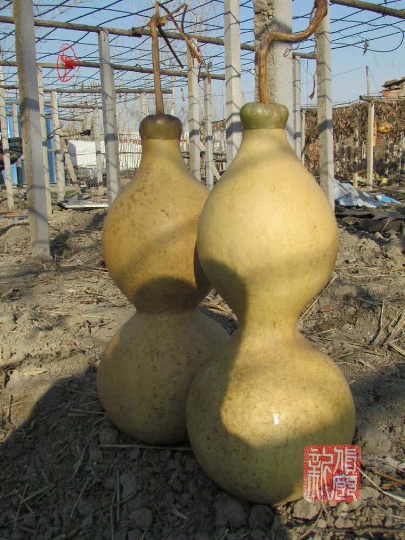 新货廊文玩葫芦种子超市，在售品种150余种，支持淘宝和微