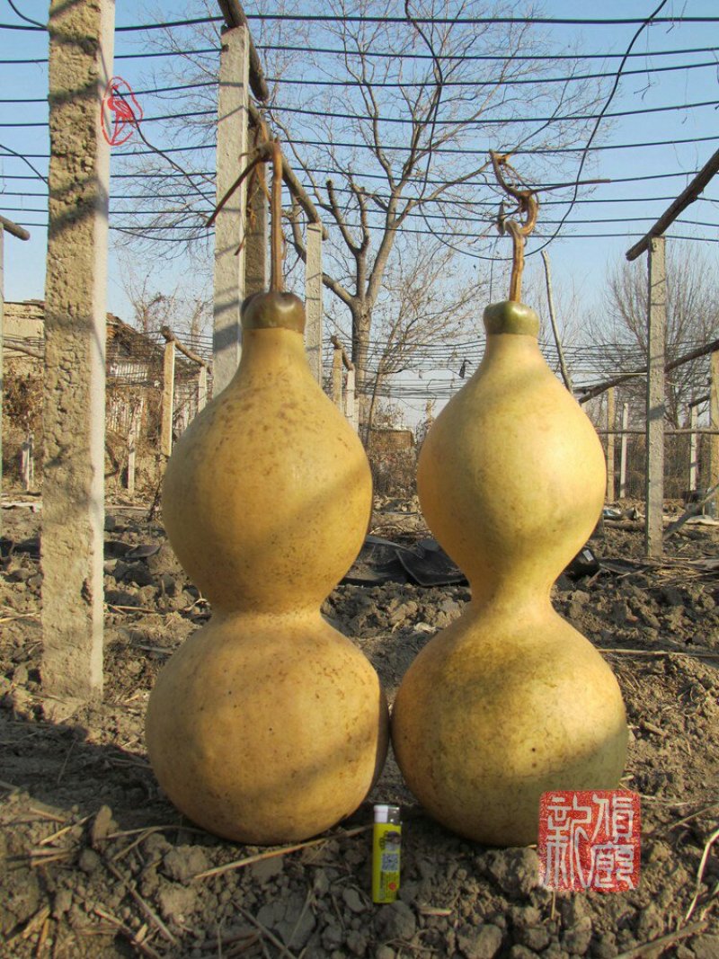 新货廊文玩葫芦种子超市，在售品种150余种，支持淘宝和微
