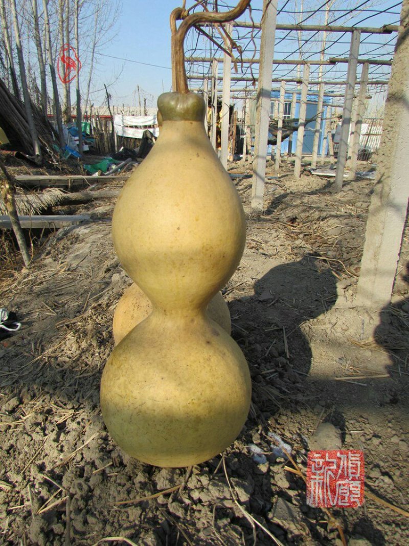 新货廊文玩葫芦种子超市，在售品种150余种，支持淘宝和微