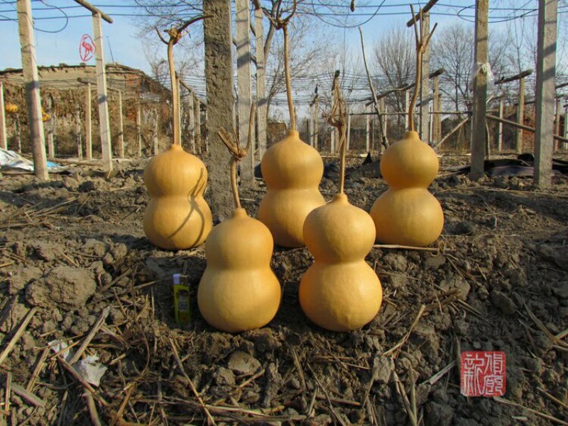 新货廊文玩葫芦种子超市，在售品种150余种，支持淘宝和微