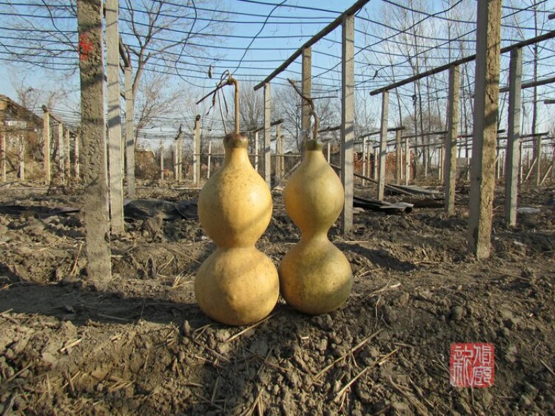 新货廊文玩葫芦种子超市，在售品种150余种，支持淘宝和微