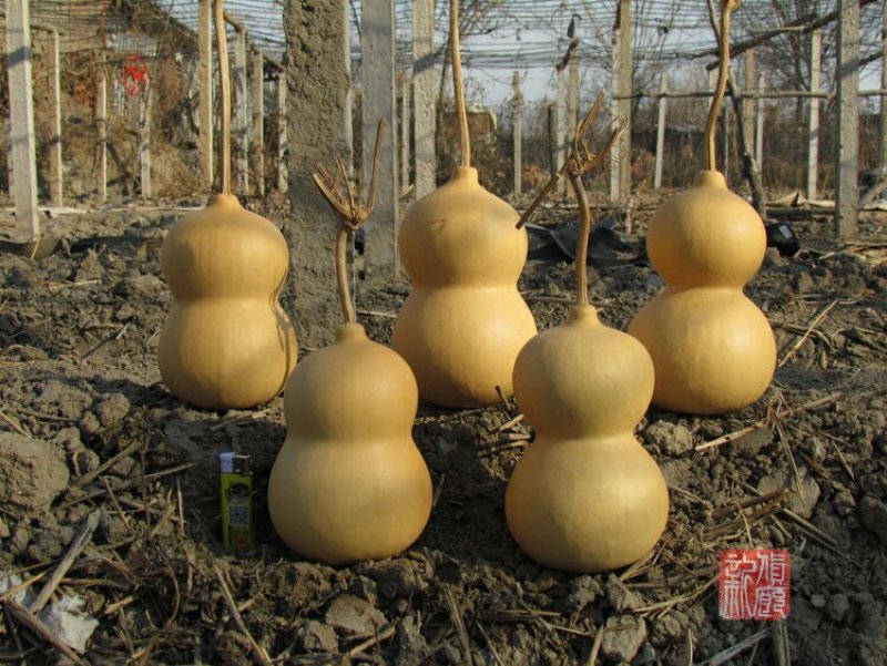 新货廊文玩葫芦种子超市，在售品种150余种，支持淘宝和微