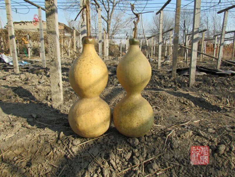 新货廊文玩葫芦种子超市，在售品种150余种，支持淘宝和微