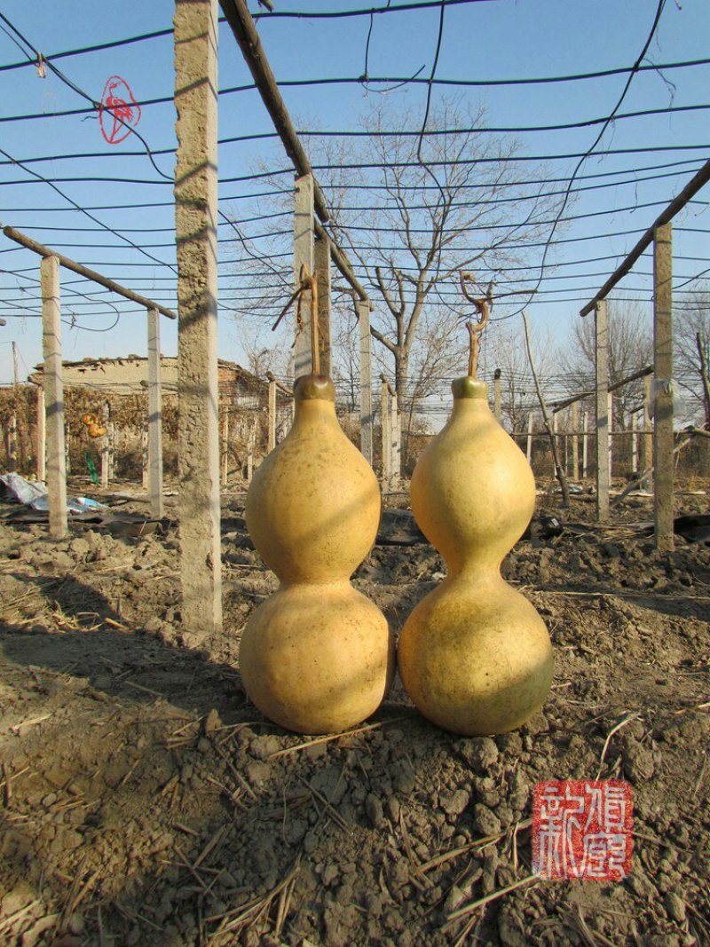 新货廊文玩葫芦种子超市，在售品种150余种，支持淘宝和微