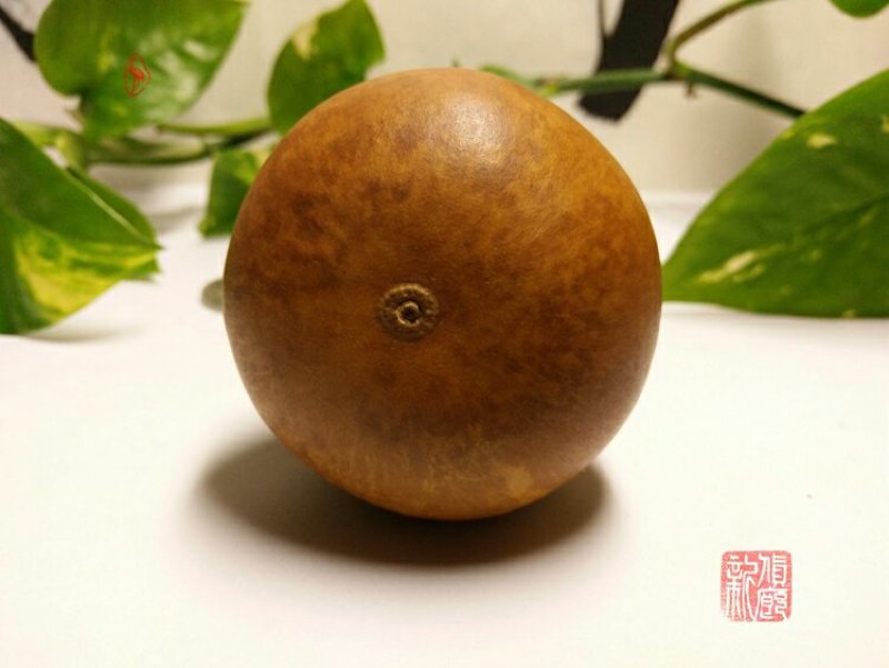 新货廊文玩葫芦种子超市，在售品种150余种，支持淘宝和微