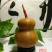 新货廊文玩葫芦种子超市，在售品种150余种，支持淘宝和微