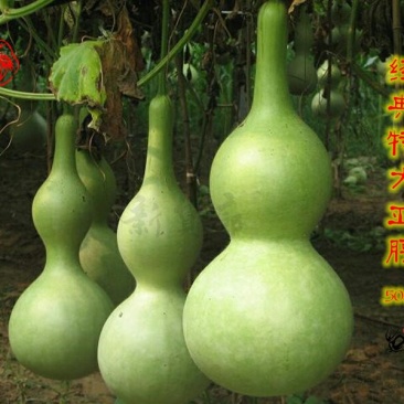 新货廊文玩葫芦种子超市，在售品种150余种，支持淘宝和微