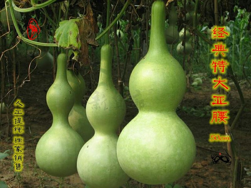 新货廊文玩葫芦种子超市，在售品种150余种，支持淘宝和微