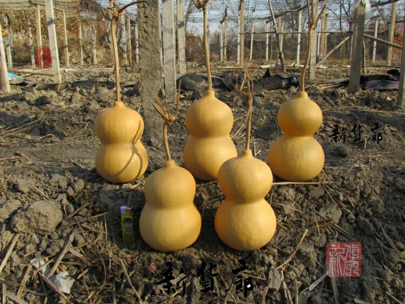 新货廊文玩葫芦种子超市，在售品种150余种，支持淘宝和微