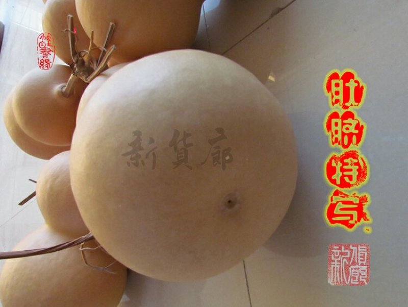 新货廊文玩葫芦种子超市，在售品种150余种，支持淘宝和微