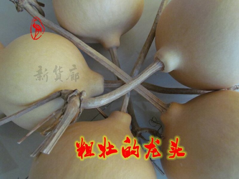 新货廊文玩葫芦种子超市，在售品种150余种，支持淘宝和微