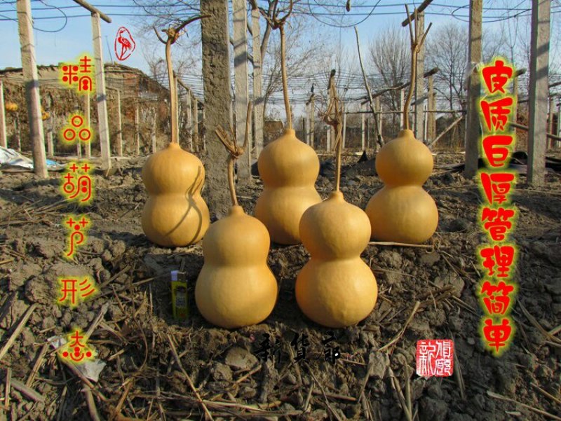 新货廊文玩葫芦种子超市，在售品种150余种，支持淘宝和微