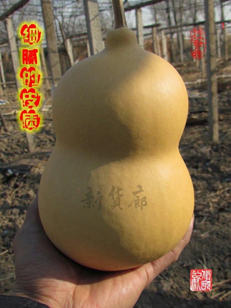 新货廊文玩葫芦种子超市，在售品种150余种，支持淘宝和微