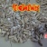 新货廊文玩葫芦种子超市，在售品种150余种，支持淘宝和微