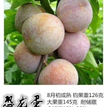供应恐龙蛋杏李树苗风味皇后李子苗
