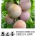 供应恐龙蛋杏李树苗风味皇后李子苗