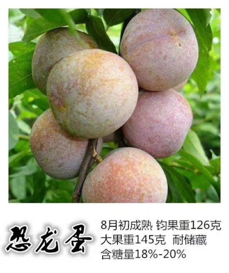 供应恐龙蛋杏李树苗风味皇后李子苗