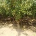供应恐龙蛋杏李树苗风味皇后李子苗