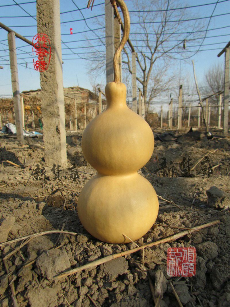 新货廊文玩葫芦种子超市，在售品种150余种，支持淘宝和微