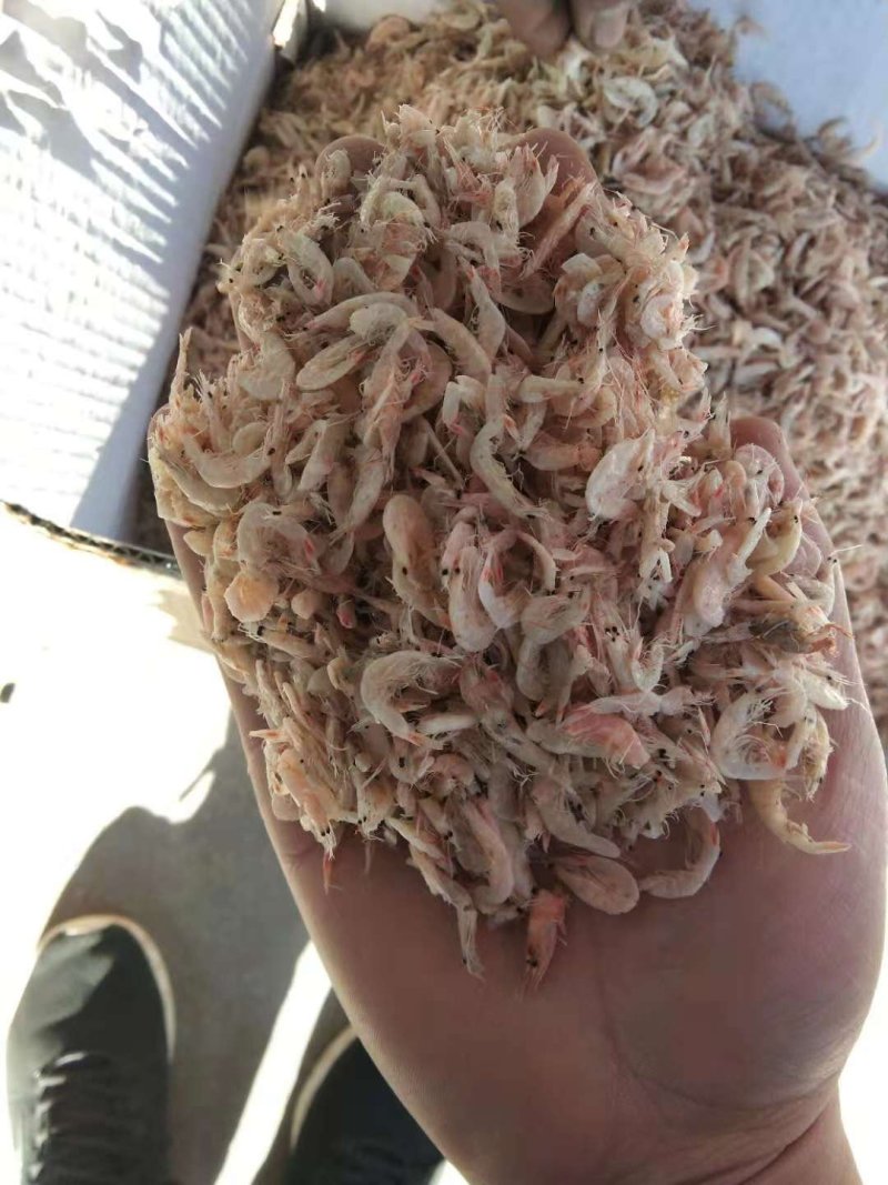 虾皮