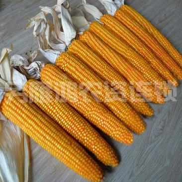 大田高产杂交玉米种子耐高温耐瘠质优粮饲兼用玉米种子