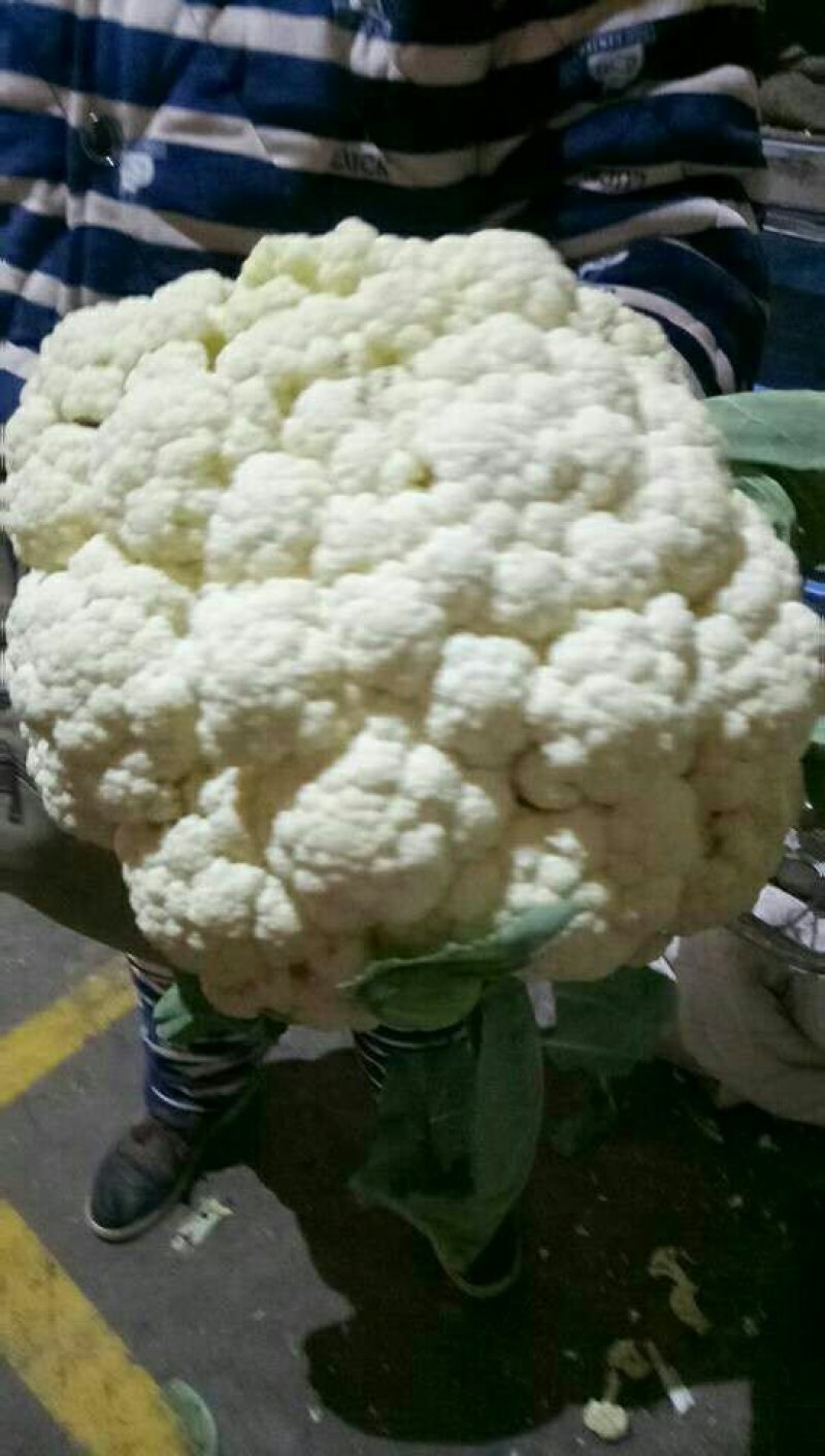优质松花出库！价格不高！！