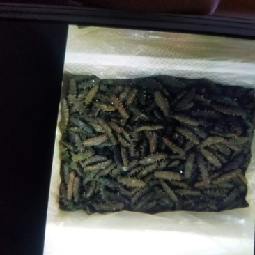 拉缸盐海参30一40头