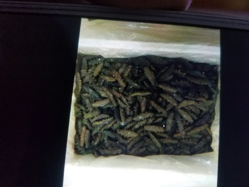 拉缸盐海参30一40头