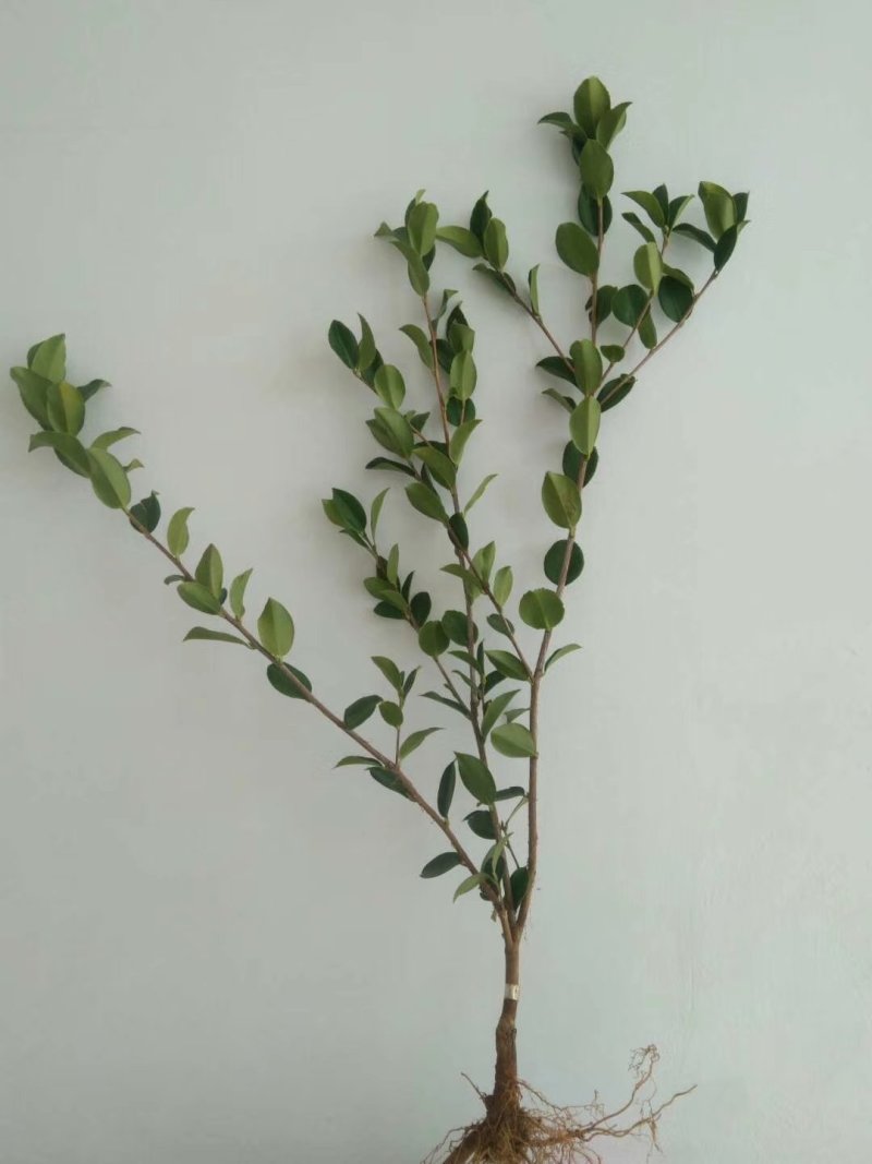 江西高产嫁接油茶苗20-80规格齐全可分大小苗层次出售