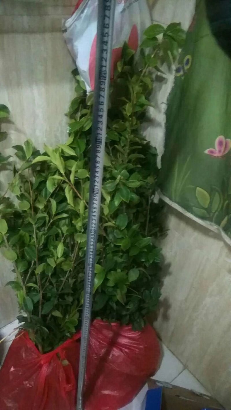 江西高产嫁接油茶苗20-80规格齐全可分大小苗层次出售