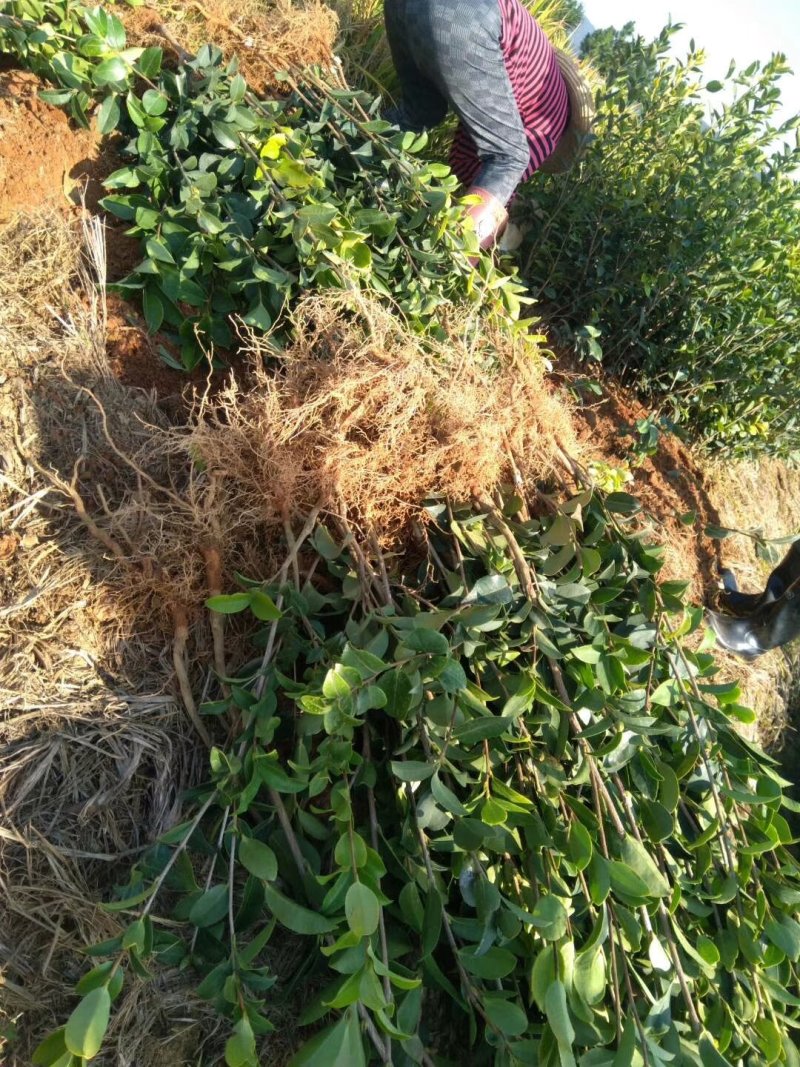 江西高产嫁接油茶苗20-80规格齐全可分大小苗层次出售