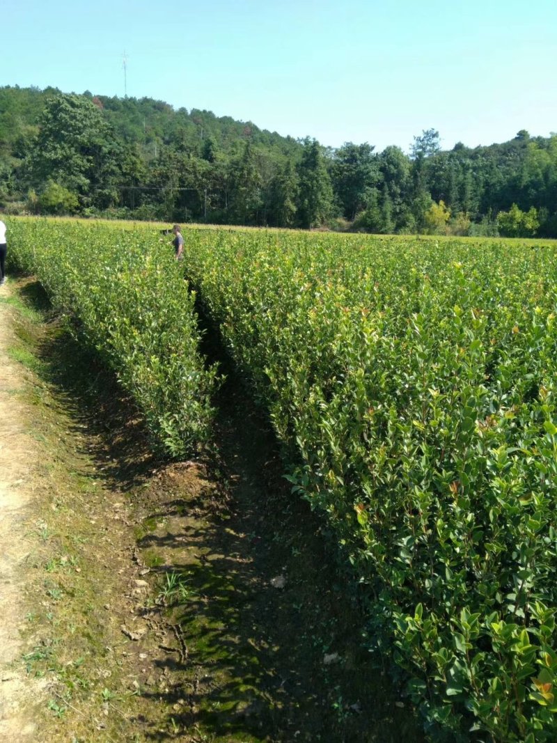 江西高产嫁接油茶苗20-80规格齐全可分大小苗层次出售