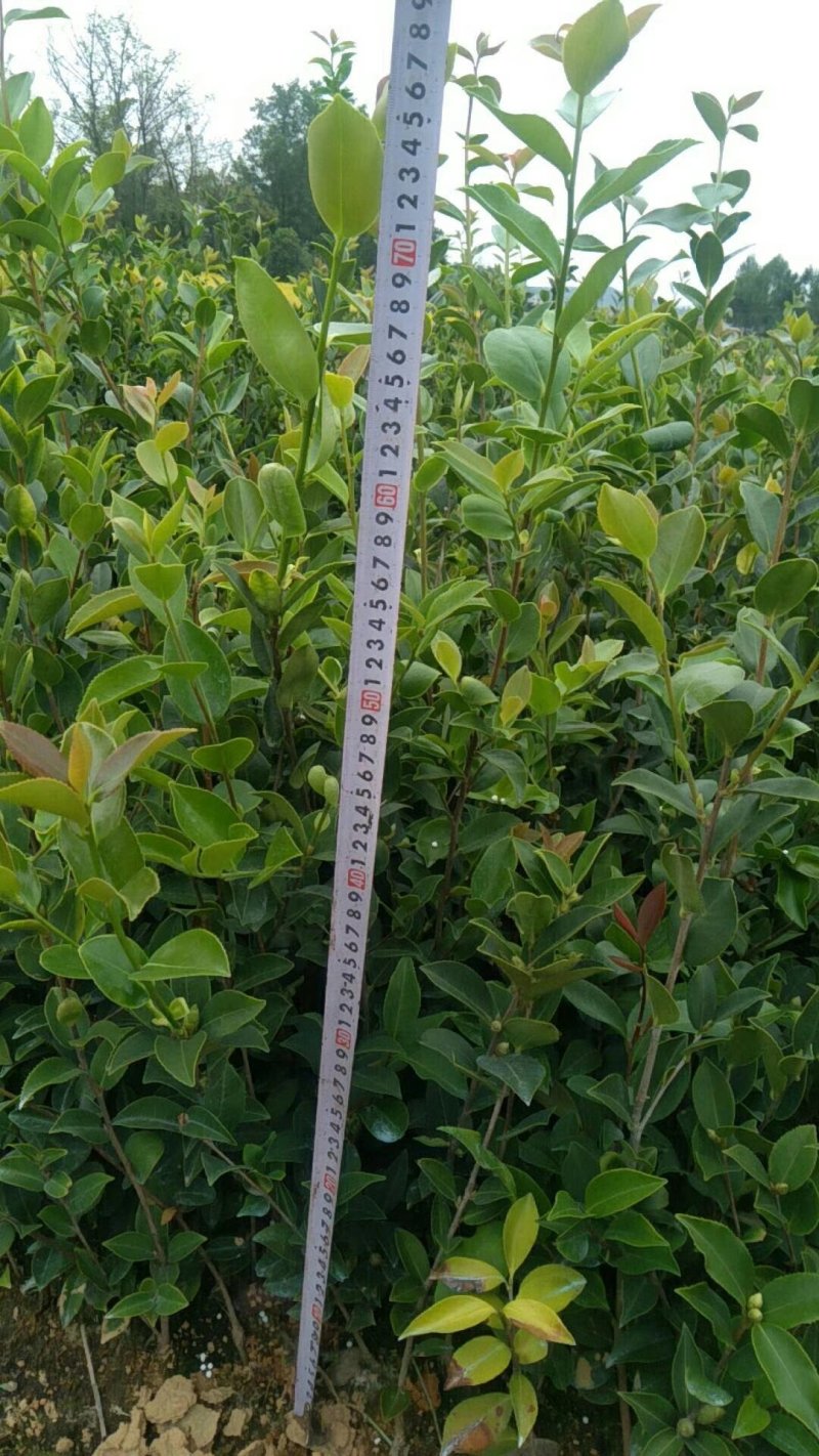 江西高产嫁接油茶苗20-80规格齐全可分大小苗层次出售
