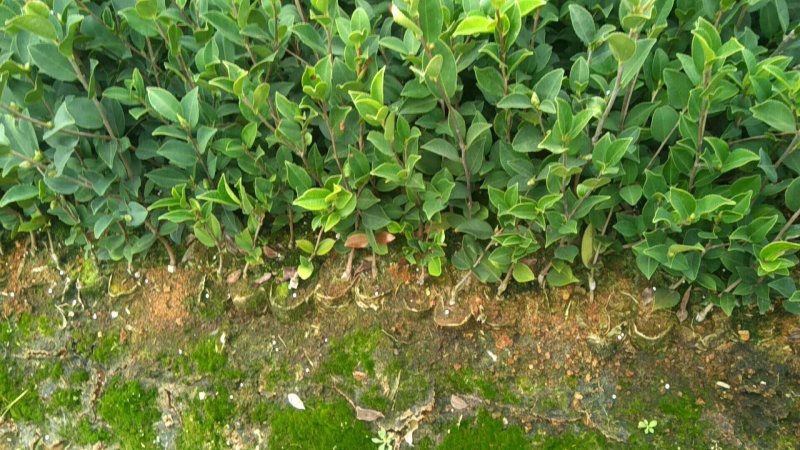 江西高产嫁接油茶苗20-80规格齐全可分大小苗层次出售