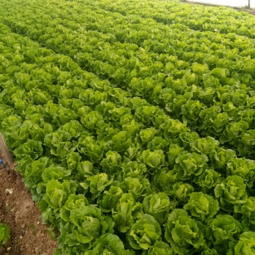 大量意大利生菜出售质优价廉
