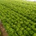 大量意大利生菜出售质优价廉