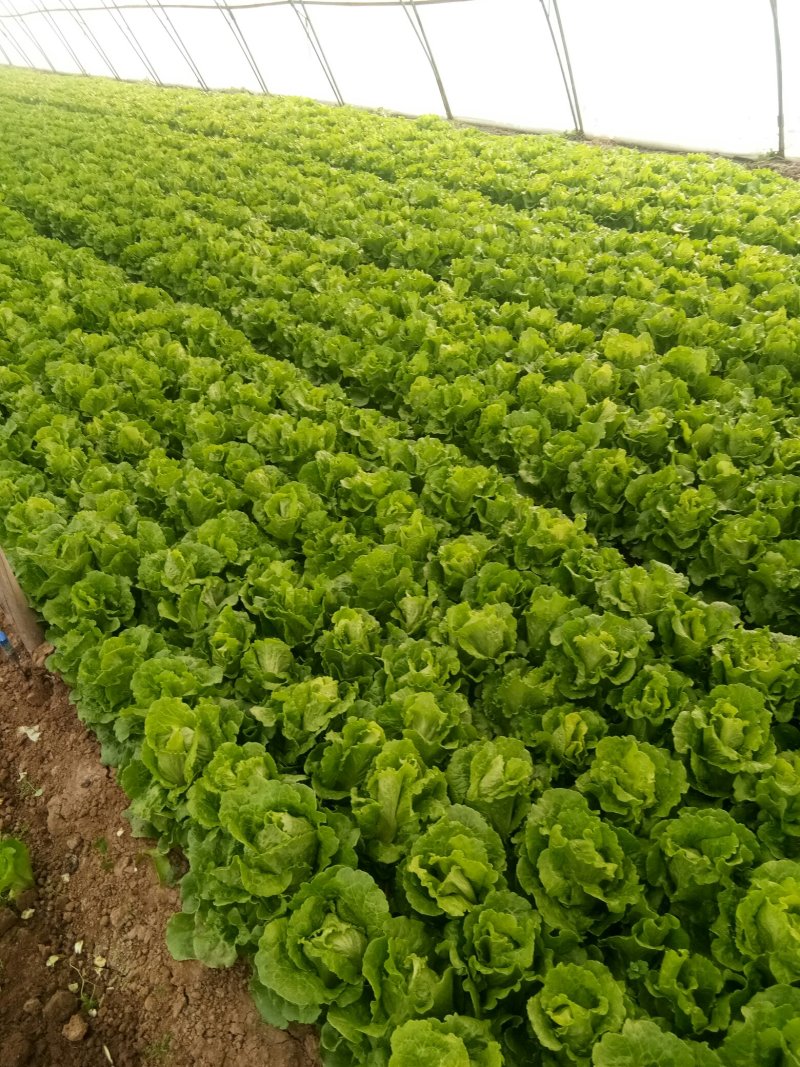 大量意大利生菜出售质优价廉