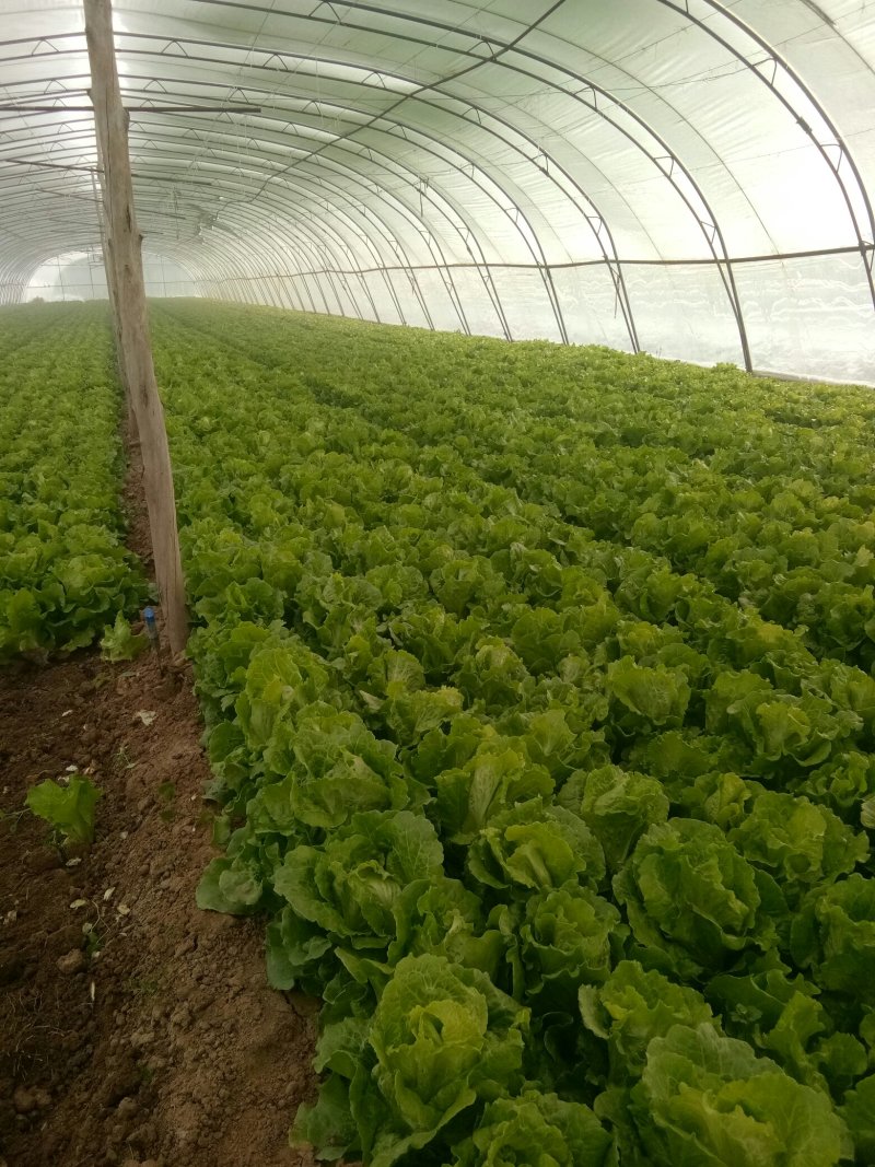 大量意大利生菜出售质优价廉