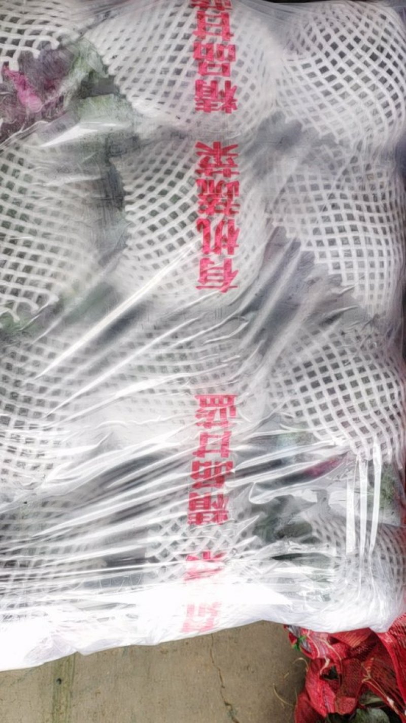 新鲜紫甘蓝紫包菜多种包装