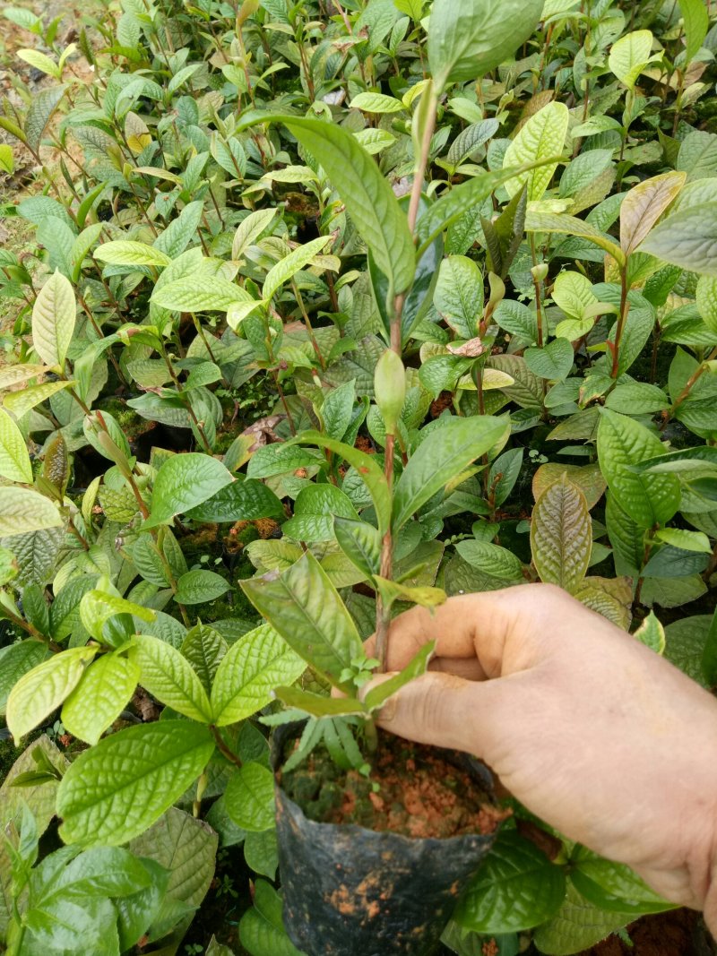 金花茶树苗10~20cm