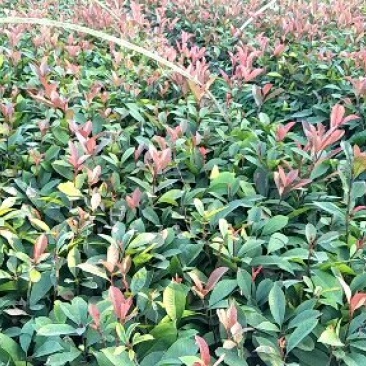 红叶石楠苗，红桎木苗