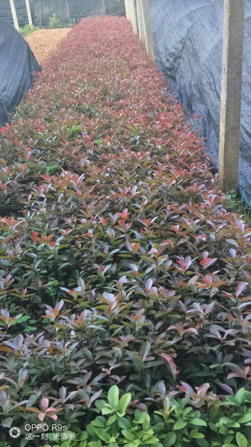 红叶石楠苗，红桎木苗