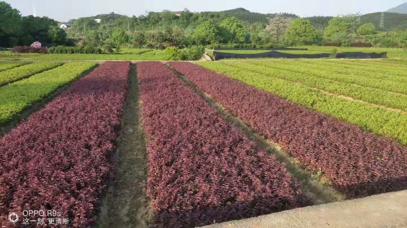 红叶石楠苗，红桎木苗