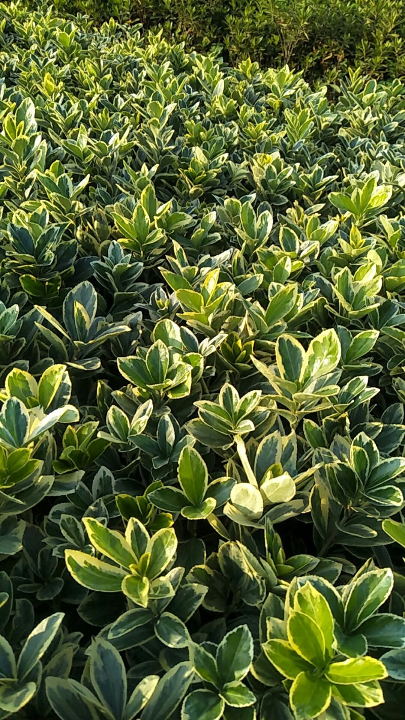 红叶石楠苗，红桎木苗