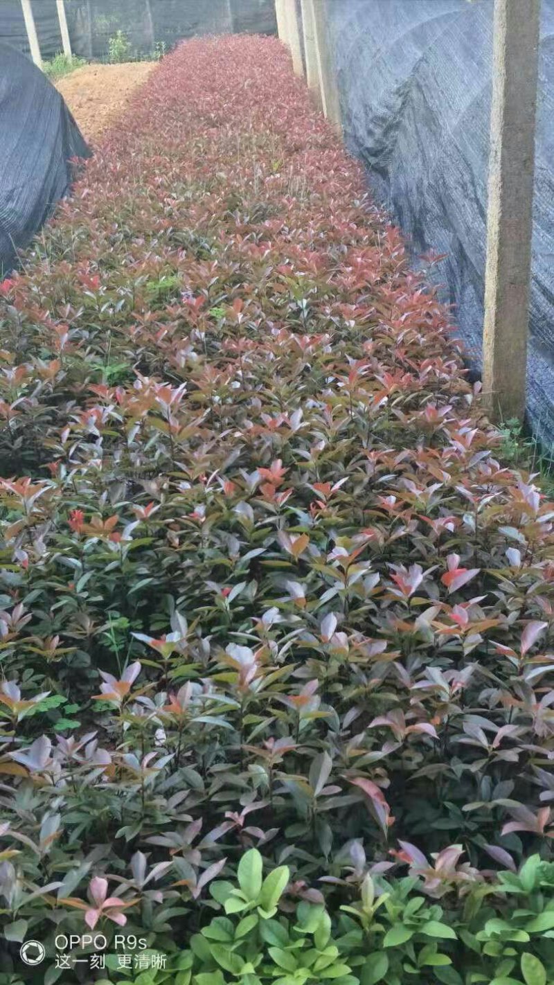 红叶石楠苗，红桎木苗
